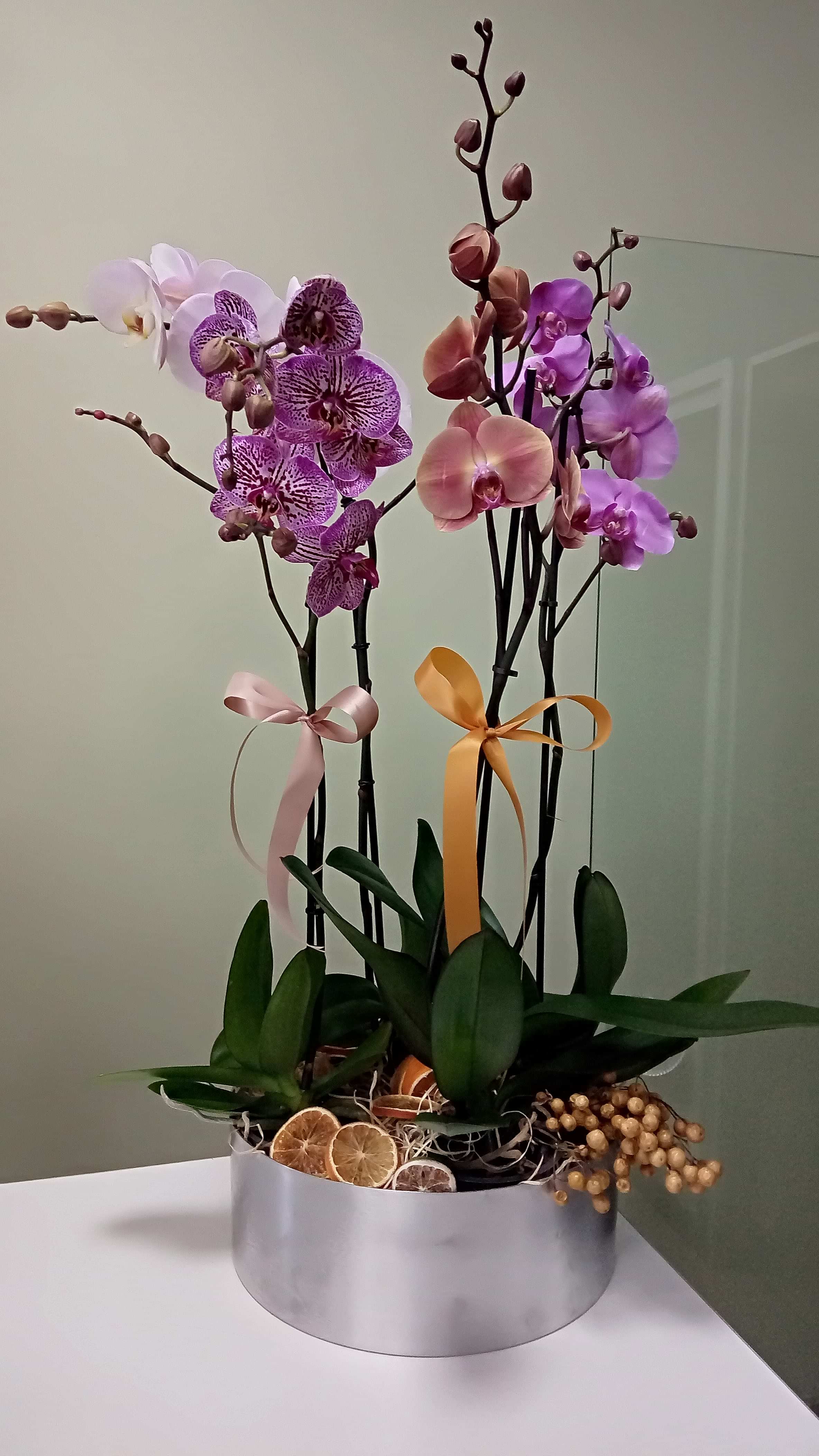Phalyonopsis